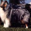 The beautiful CH Arrowhill Blue Christmas. When bred to CH Kasan Dacin Lone Eagle, "Merry" produced the litter that would most influence the Foggy Bay family.
AM/CAN CH Rockwood Sterling Silver x Arrowhill Oklahoma Amy